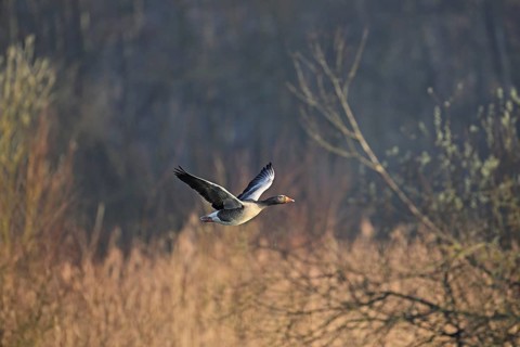 Greylag goose (Anser anser), in flight, Switzerland