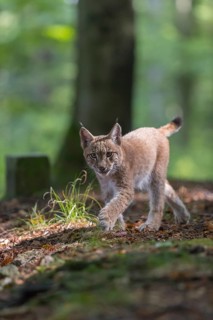 One young Eurasian lynx, (Lynx lynx), walking thru a forest. Green vegetation around him