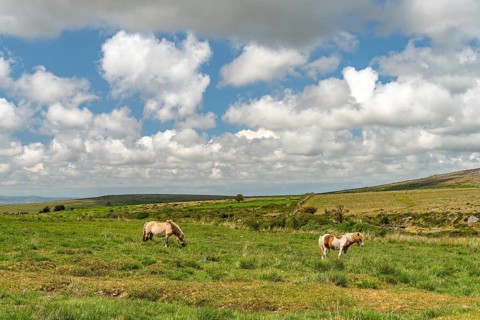 Ponies in the countryside near Merrivale, Dartmoor, Devon, England, Great Britain