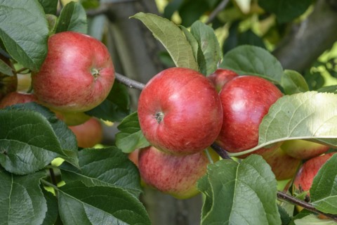 Apple (Malus domestica 'Rubinola'), State Research Centre for Agriculture and Fisheries, Guelzow,