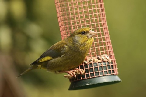 European Greenfinch (Chloris chloris), Lower Saxony, Germany