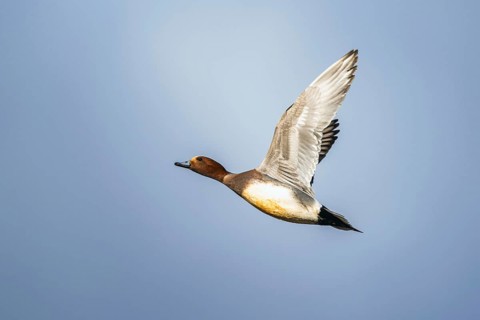 Eurasian Wigeon, (Mareca penelope) male in flight over marshes