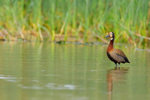 White-faced Whistling Duck, White-faced Whistling-Duck, White-faced Whistling-duck, (Dendrocygna