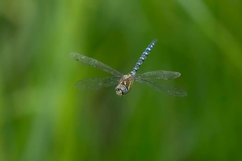 Migrant hawker dragonfly (Aeshna mixta) adult insect in flight in summer, England, United Kingdom