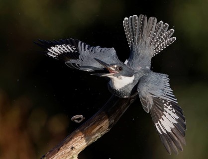 Belted Kingfisher (Megaceryle alcyon) male perched on a branch in defense posture, Florida, USA