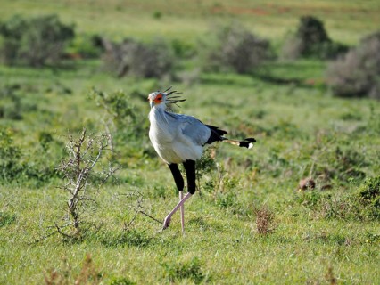 Secretary (Sagittarius serpentarius)