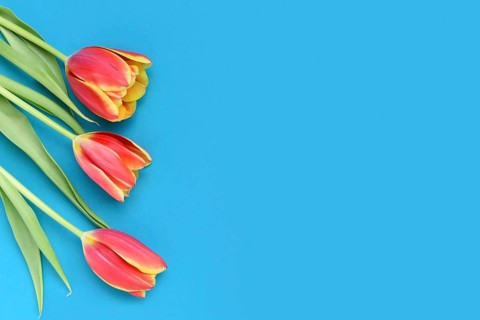 Dark pink tulip flowers with yellow tips on blue background. Floral spring background with copy