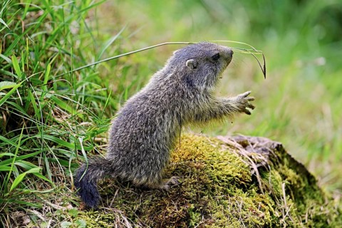 Young alpine marmot (Marmota marmota), busy with a blade of grass, Switzerland