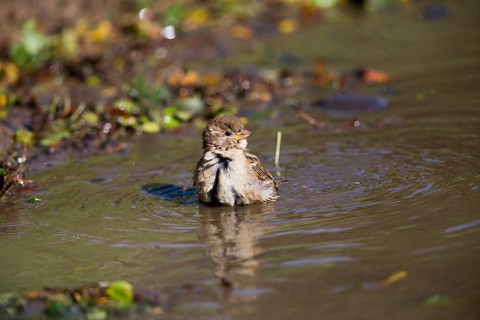 House Sparrow (Passer domesticus), adult female, bathing in a puddle, Hesse, Germany