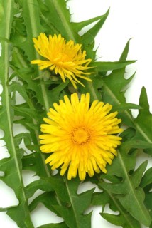 Common dandelion (Taraxacum) Ruderalia, Taraxacum officinale, medicinal plant, the most important