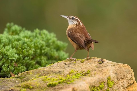Carolina Wren (Thryothorus ludovicianus) perched on a rock, Texas, USA