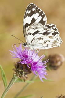 Iberian Marbled (Melanargia lachesis), eating from a pink flower, Galicia, Spain