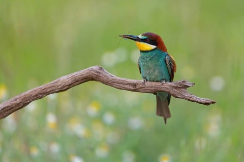 Bee-eater, (Merops apiaster), perch, individual, wild flowers, Tiszaalp-r, Kiskuns-gi National