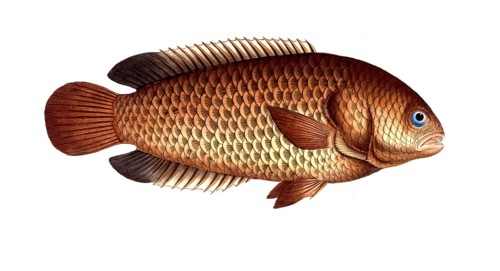 Fish, Fish, Tortoise-fish, Genus of bannerfish, Anthias testudineus, Climbing fish, Tortoise-fish,