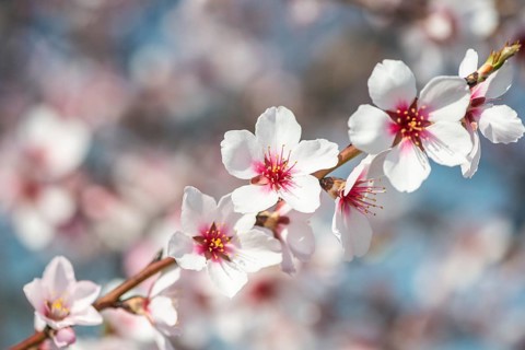 Almond blossom (Prunus dulcis), Rhineland-Palatinate, Germany