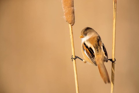 Bearded Reedling (Panurus biarmicus) female perched on cattail, Castile-La Mancha, Spain
