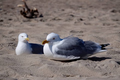 Seagulls on the beach of the Baltic Sea, Mecklenburg-Vorpommern, Germany