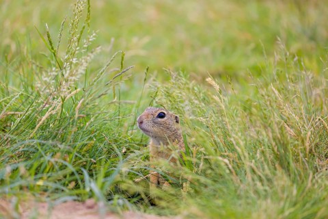 A European ground squirrel (Spermophilus citellus) or European souslik sits in green gras, looking