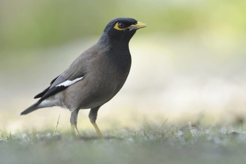 Common Myna (Acridotheres tristis), India