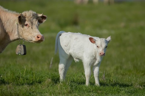 Domestic cattle or cow (Bos taurus) adult mother and juvenile baby calf farm animals in a grass