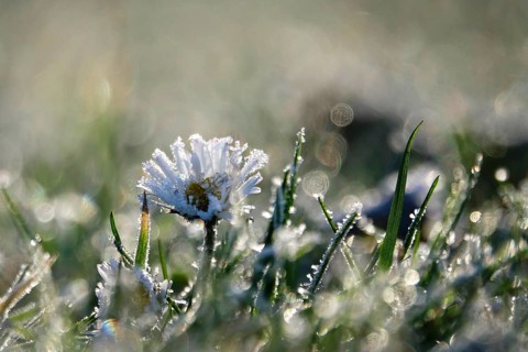 Daisies with hoarfrost and beautiful bokeh in a meadow, winter, Germany