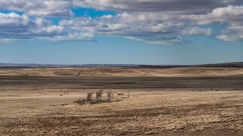 Guanacos (Llama guanicoe), group in a vast steppe landscape with dry shrubs under a cloudy sky,