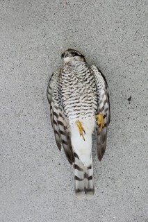 Eurasian sparrowhawk (Accipiter nisus), dead male, North Rhine-Westphalia, Germany