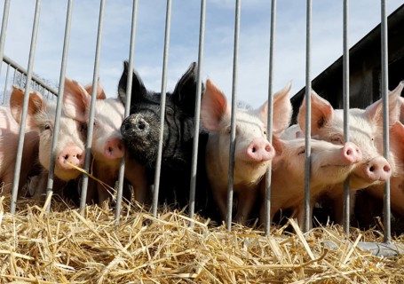 Piglets from the Jahnsfeld organic farm in Brandenburg, which live in species-appropriate animal