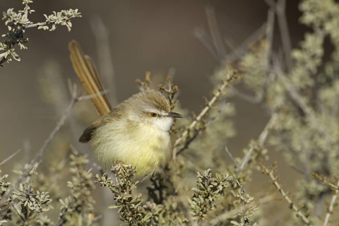 Black-chested Prinia (Prinia flavicans), Northern Cape, Kgalagadi Transfrontier Park, South Africa