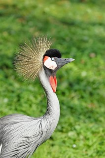 Crowned Crane (Balearica pavonina), portrait, captive, Hesse, Germany