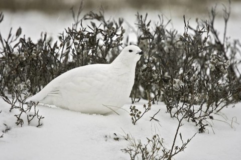 Willow Ptarmigan (Lagopus lagopus), Manitoba, Canada