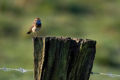 A bluethroat (Luscinia svecica) sitting on an old fence post in the wild, Meerbruchwiesen,
