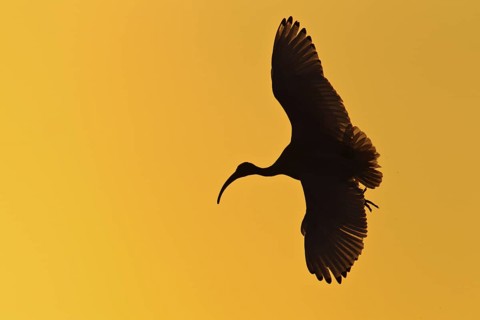 Australian White Ibis (Threskiornis molucca) flying, Victoria, Australia
