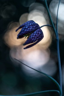 Snake's Head Fritillary (Fritillaria meleagris), Emsland, Lower Saxony, Germany