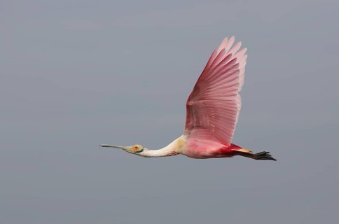 Roseate Spoonbill (Platalea ajaja) flying, Texas, USA