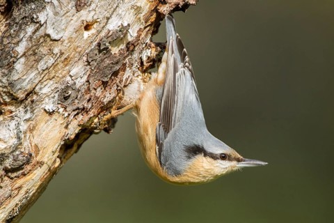 Eurasian Nuthatch (Sitta europaea), perched on a tree, Castilla Leon, Spain