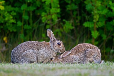 European rabbit, common rabbits (Oryctolagus cuniculus) pair grooming each other in grassland in