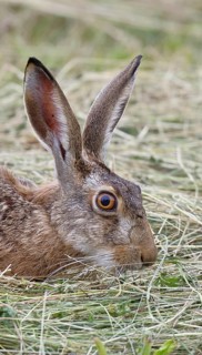European hare (Lepus europaeus) on a mown meadow, Wilnsdorf, Germany, animal portrait, North