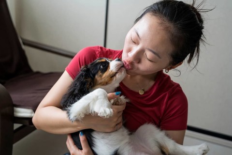 A young woman lovingly trains her Cavalier King Charles Spaniel in a cozy home setting. The