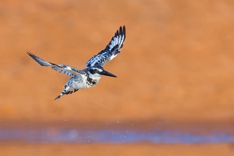Pied kingfisher (Ceryle rudis), Alcyon pie, MartÌn Pescador PÌo, Marakissa River Camp Marakissa,