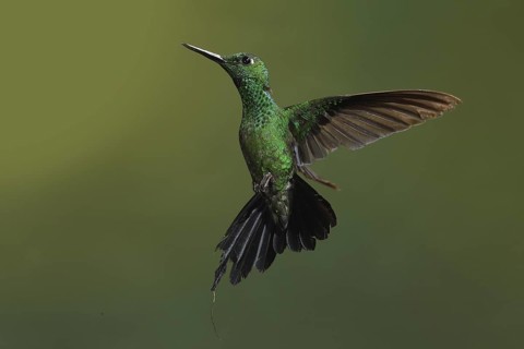 Green-crowned Brilliant (Heliodoxa jacula) female flying, Bosque de Paz, Costa Rica