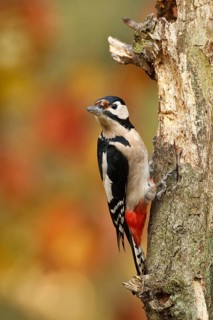 Great Spotted Woodpecker (Dendrocopos major), Germany