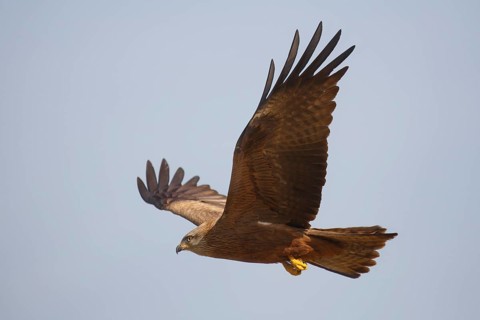 Black Kite (Milvus migrans) flying, Spain