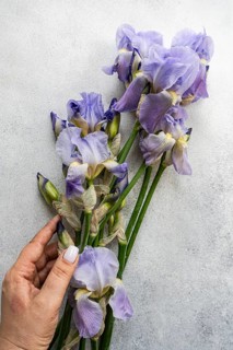Cropped unrecognizable woman's hand holding beautiful purple Iris flowers against a textured gray