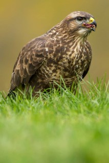 Common Buzzard (buteo buteo) Cremenes, Castilla Leon, Spain