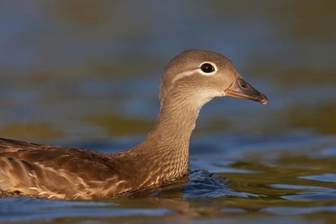 Mandarin Duck (Aix galericulata) female, Brandenburg, Germany