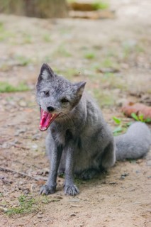 Portrait of a young arctic fox (Vulpes lagopus), (white fox, polar fox, or snow fox) that sits on