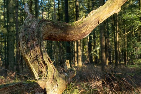 Old withered, crooked branch of an oak tree in the Wildeshauser Geest nature park Park, Emstek,