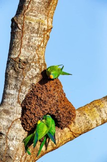 Peach-fronted conure (Aratinga aurea) Pantanal Brazil