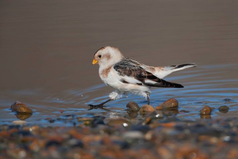 Snow bunting (Plectrophenax nivalis) adult bird in a shallow puddle on a beach in winter, Norfolk,